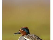 Have Great North West Bird Watching Festival Martin Mere Wetland Centre