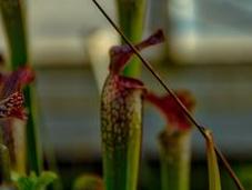 Sunny Afternoon Botanical Garden Berlin