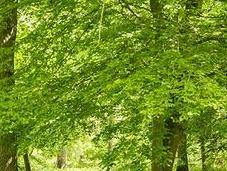 Tale Woods