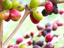 Trail Perfect Brew: Coffee