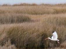 Island National Refuge Birds! Humans Visit. [OBX,