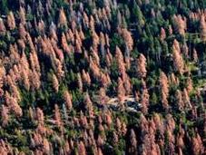 Dead Trees Stoke Wildfire Fears