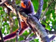 Species Monkey Discovered Pocket Amazon Forest
