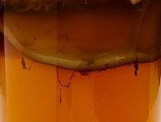 Kombucha!
