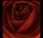 Trinity Sacred Flowers: Rose, Lily Lotus