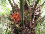 There Brighter Future Palm Oil?
