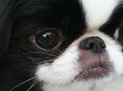 Featured Animal: Japanese Chin