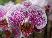 Orchids Ikebana