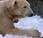 Celebrity Polar Bear Knut Died