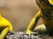 Search World's Most Poisonous Frog