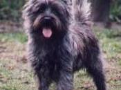 Featured Animal: Cairn Terrier