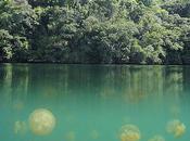 Jellyfish Lake Daily Migration Millions