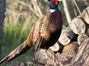 Featured Animal: Pheasant