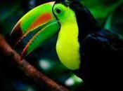 Featured Animal: Keel Billed Toucan