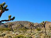 Visit Joshua Tree