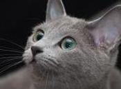Featured Animal: Russian Blue