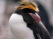 Featured Animal: Macaroni Penguin