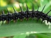 Featured Animal: Caterpillar