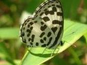 Featured Animal: Butterfly