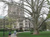 Very Tree Vassar College