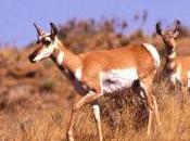 Featured Animal: Antelope