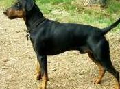 Featured Animal: German Pinscher