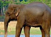 Featured Animal: Indian Elephant