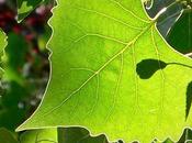 Menopause Good News Great