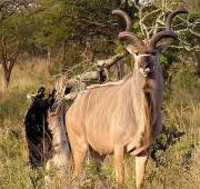 Featured Animal: Kudu