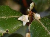 Plant Week: Elaeagnus Ebbingei