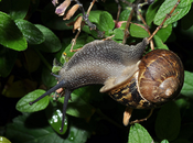 Countess's Snails