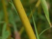 Plant Week: Phyllostachys Arcana