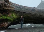 Massive Piece Driftwood Washed Ashore