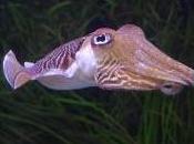 Featured Animal: Cuttlefish