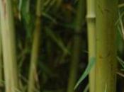 Plant Week: Phyllostachys Atrovaginata