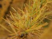 Plant Week: Larix Gmelinii