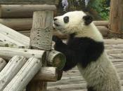 China Sends Giant Pandas Scotland: About Money?