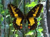 Ocean That Bleeds......