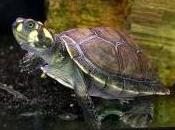 Featured Animal: River Turtle