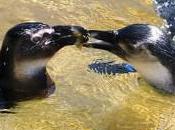 Brokeback Iceberg Shattered: Toronto’s ‘gay’ Penguins Split