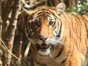 Malayan Tiger Population Plunges Just 250-340 Individuals