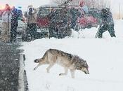 Yellowstone Wolf Patrol Monitors Montana Hunt Next Park