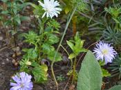 Brief Affair with Asters