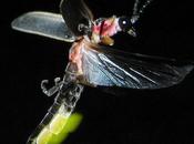 Compare Contrast: Lightning