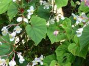 Begonia Grandis No-fuss Late Summer Beauty