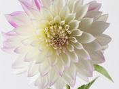 Studio: Purple White Dahlia