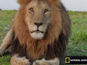 Brisbane Lion's Idea Parading Caged Lion Draws Flak