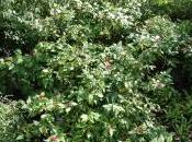 Calycanthus Occidentalis