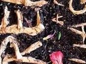 Review–Threats Amelia Gray