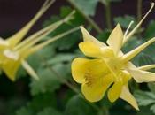 Yellow Columbine Aquilegia Chrysantha Var. Hinkleyana